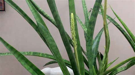 We did not find results for: Dracaena (Sansevieria) Trifasciata / Snake Plant: General ...