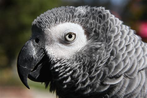 Fileafrican Grey Parrot Head And Face Wikimedia Commons