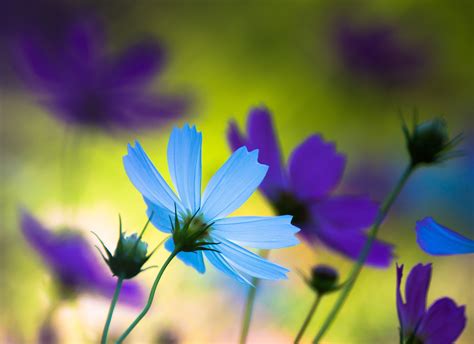 3840x2160 Resolution Pselective Photography Of Blue And Purple Cosmos
