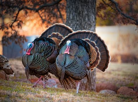 Lets Talk Turkey With These Wild Turkey Facts