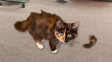 Why Do Cats' Tails Fall Off? 7 Possible Reasons » CatPointers