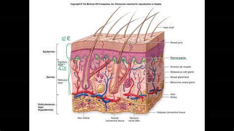 Integumentary System Part 1 Youtube