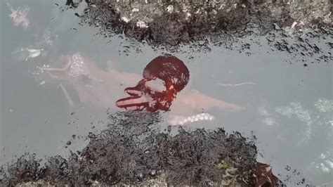 Giant Pacific Octopus Swims Through Oregon Tidepools Watch Video