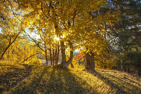 758156 Seasons Autumn Trees Rays Of Light Rare Gallery Hd Wallpapers