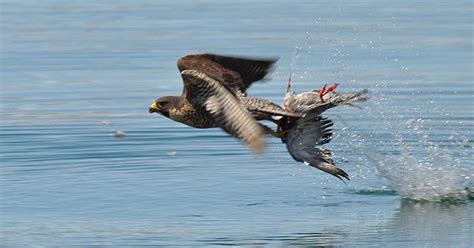 Peregrine Falcon Diving