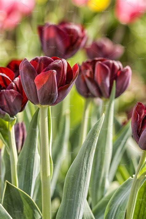 Dark Red Tulips High Quality Nature Stock Photos ~ Creative Market