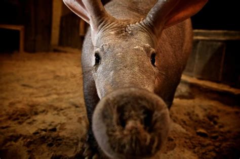11 Things You Didnt Know About Aardvark And What They Can Do For Your