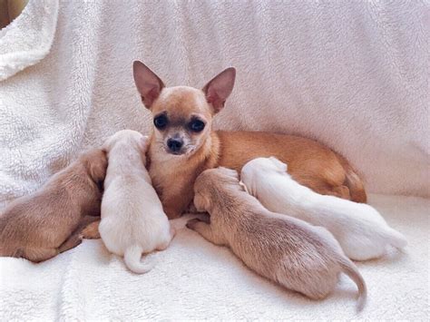 Chihuahua dallas, texas, united states. Chihuahua puppies | in Tavistock, Devon | Gumtree