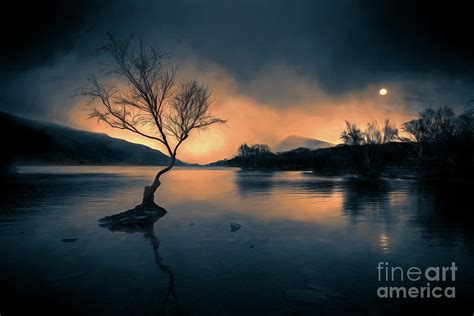 Lone Tree Snowdonia Photograph By Adrian Evans
