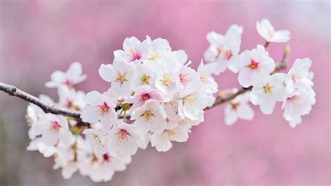 Cherry Tree Flowers Blossom Pink 2048x1152 Dual Wide 2048x1152