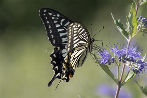 Butterfly Love Flowers Stock Photo Image Of Floral Decor 76994852
