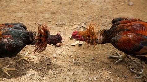 Roosters Gaff Kills Cockfight Aficionado In Quezon