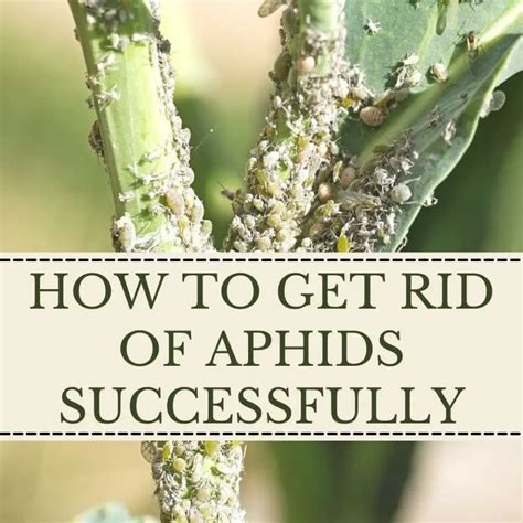 How To Get Rid Of Aphids The Contented Plant