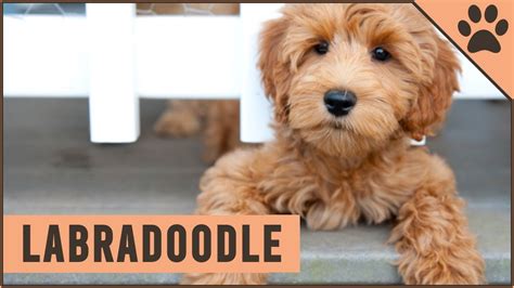 Labradoodle Dog Breed Information Youtube