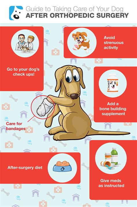 Post Surgery Care For Dogs Dog Care Dog Care Tips Dog Infographic