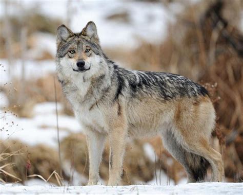 Mexican Gray Wolf Population Grows To 186 Knau Arizona Public Radio