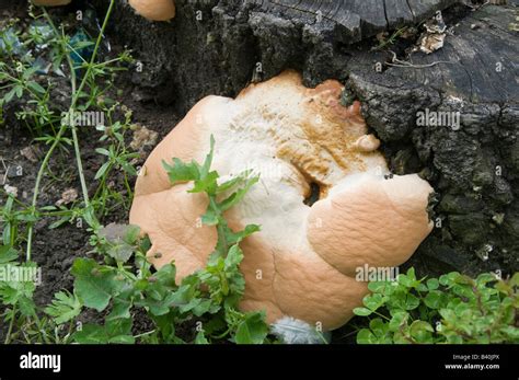 Fungus Fungi Tree Stump Decay Stock Photo Alamy