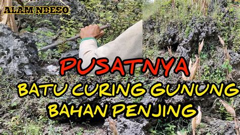 Berburu Batu Karang Gunung Mencari Dan Memilih Bahan Penjing Youtube