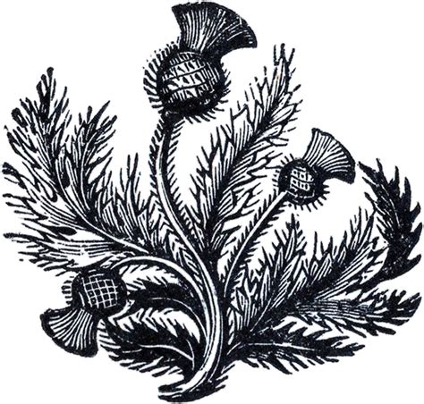 Free Thistle Clipart Clip Art Library