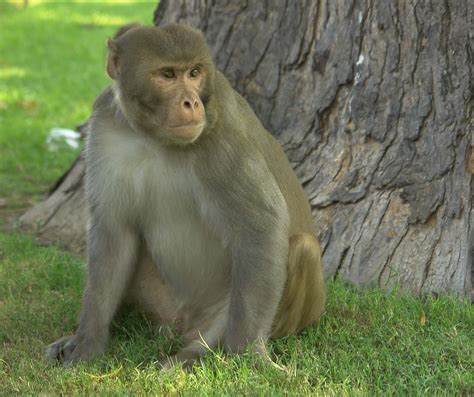 Rhesus Macaques Provide Scientists With Model To Study Zika Could Lead