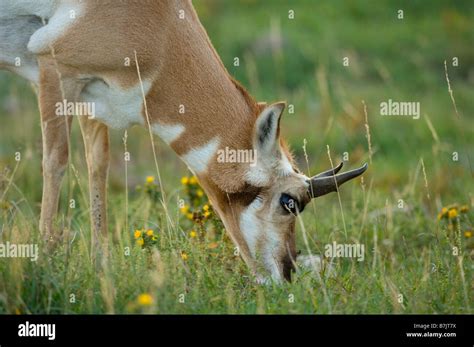 Pronghorn Antelope Grazing On Good Summer Grasses Of The High Plains