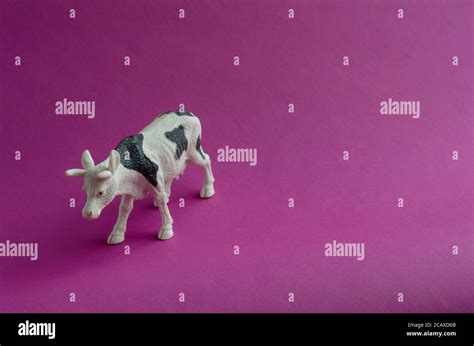 Figurine Of White Cow With Black Spots On Purple Background Farm