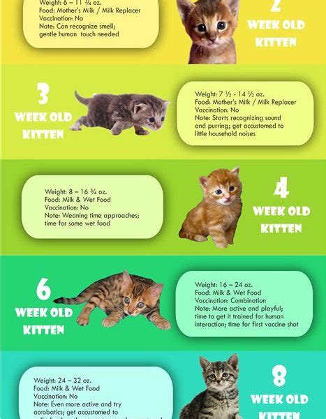 Kitten Development Kitten Age Chart Anna Blog