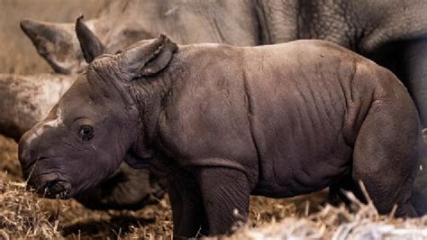 White Baby Rhino Born In Copenhagen Zoo