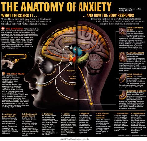 Anatomy of Anxiety | Anxiety | Pinterest | Anxiety 