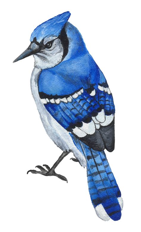 Free Cartoon Blue Jay Download Free Cartoon Blue Jay Png Images Free Cliparts On Clipart Library