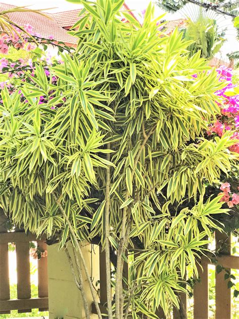 Dracaena Song Of India Plants Play Well In Florida Landscapes