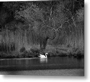 Midnight Swan Photograph By Diane Giurco Fine Art America