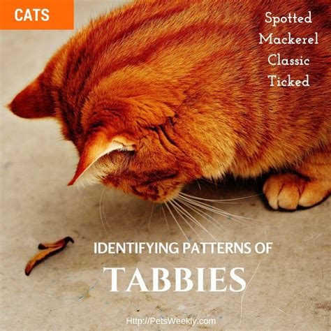 Tabby Cats And Their Patterns