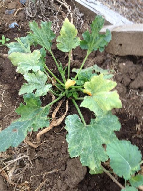 My zucchini plants are large, but now they have large white spots on their leaves and stems. Powdery Mildew On Zucchini