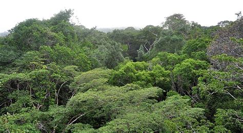 Forestry Learning Species Diversity Tropical Rain Forests Are More