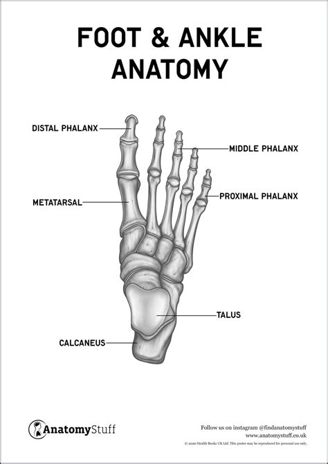 Foot And Ankle Anatomy Poster Pdf