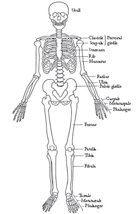 Bones of the human body can be classified (i.e. Skeletons in Animals