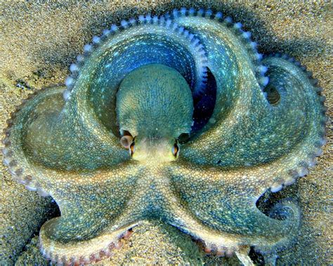 Beautiful Blue Clover Octopus Pics