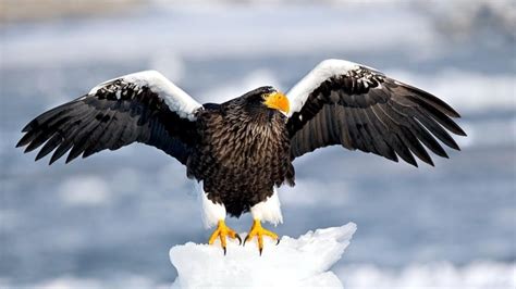Stellers Sea Eagle Facts Habitat Diet Life Cycle Baby Pictures