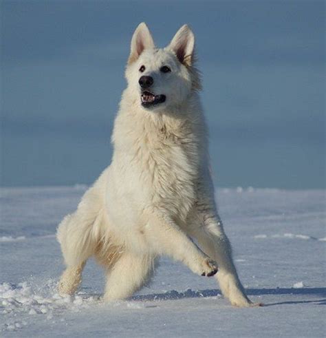 This stunning german shepherd pupper is ready to rock your world. Stunning White German Shepherd Puppies For Sale ...