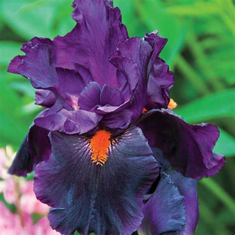 Draculas Kiss Bearded Iris Sun Perennials Shop Online Brecks