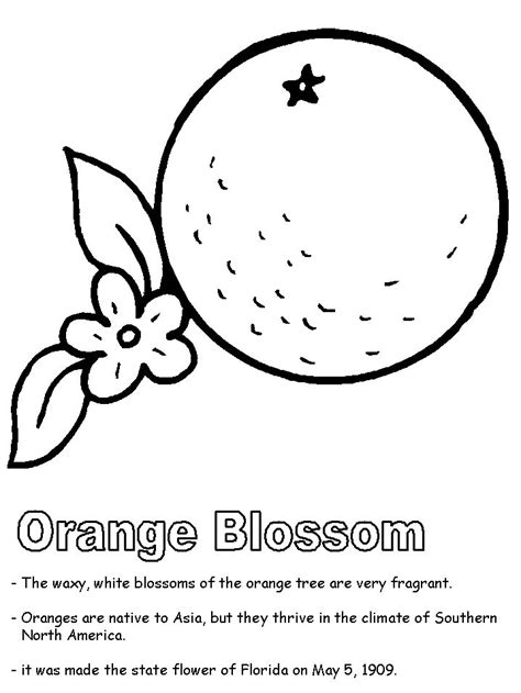 Use these florida gators color codes if you need them for any of your digital projects. Orange Blossom coloring page | State symbols, Coloring ...