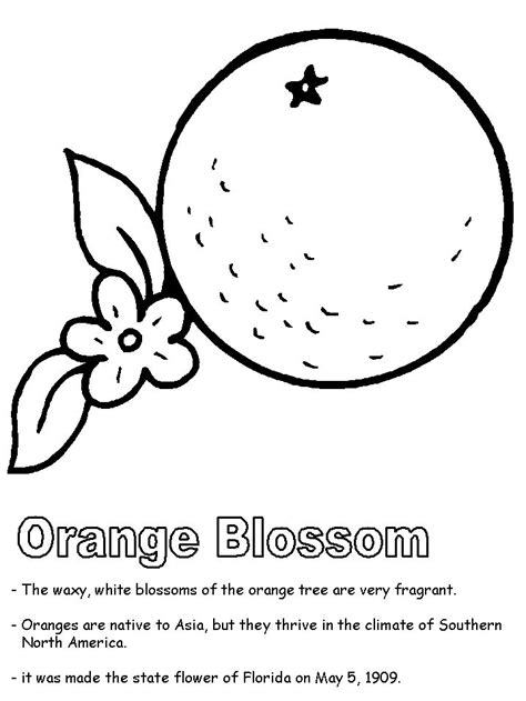 Maybe you would like to learn more about one of these? Orange Blossom coloring page | State symbols, Coloring ...