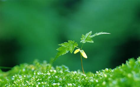 Selective Focus Photography Of Green Leaf Plant Hd Wallpaper