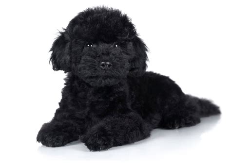 1 Poodle Puppies For Sale In Las Vegas Nv Uptown