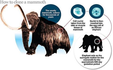Cloning Woolly Mammoths Nothing Could Possibly Go Wrong Memoirs On A
