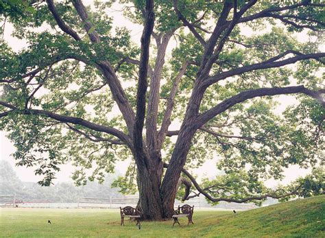 The Best Shade Trees For Your Yard Better Homes And Gardens