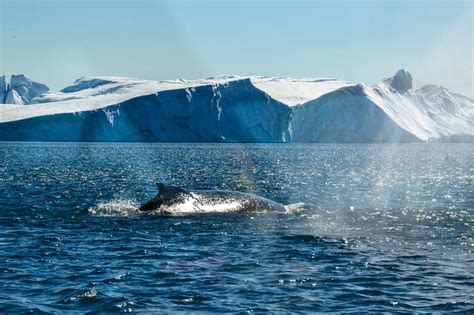 Whale Safari In Ilulissat Disko Bay Guide To Greenland
