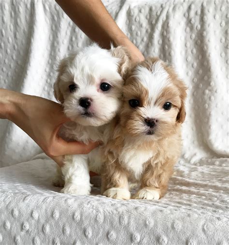 Morkie Puppy Iheartteacups
