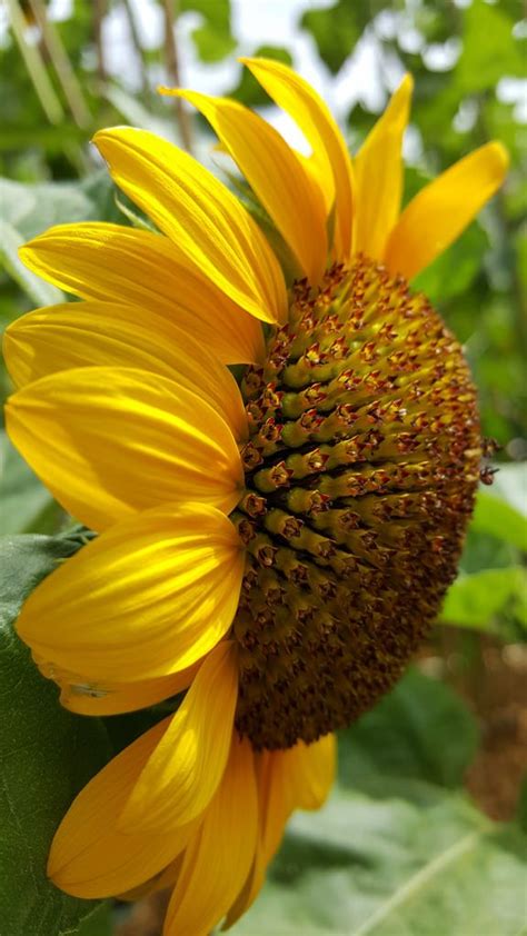 A Large Yellow Sunflower With Lots Of Green Leaves